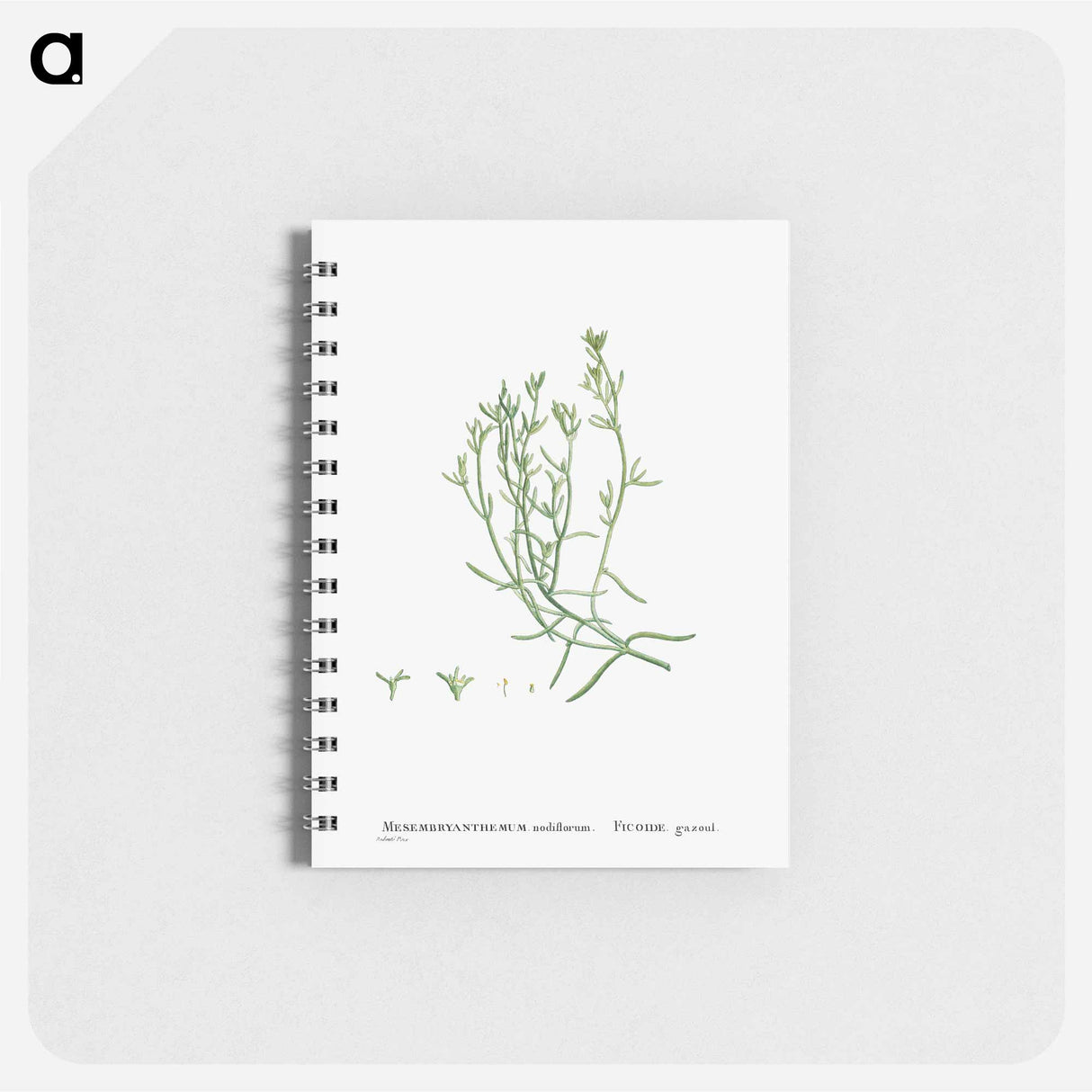 Mesembryanthemum Nodiflorum (Slenderleaf Iceplant) - ピエール ジョゼフ ルドゥーテ Memo.