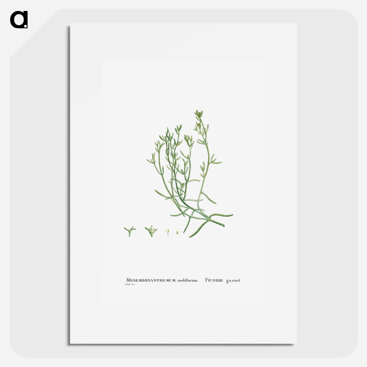 Mesembryanthemum Nodiflorum (Slenderleaf Iceplant) - Pierre-Joseph Redouté Poster.