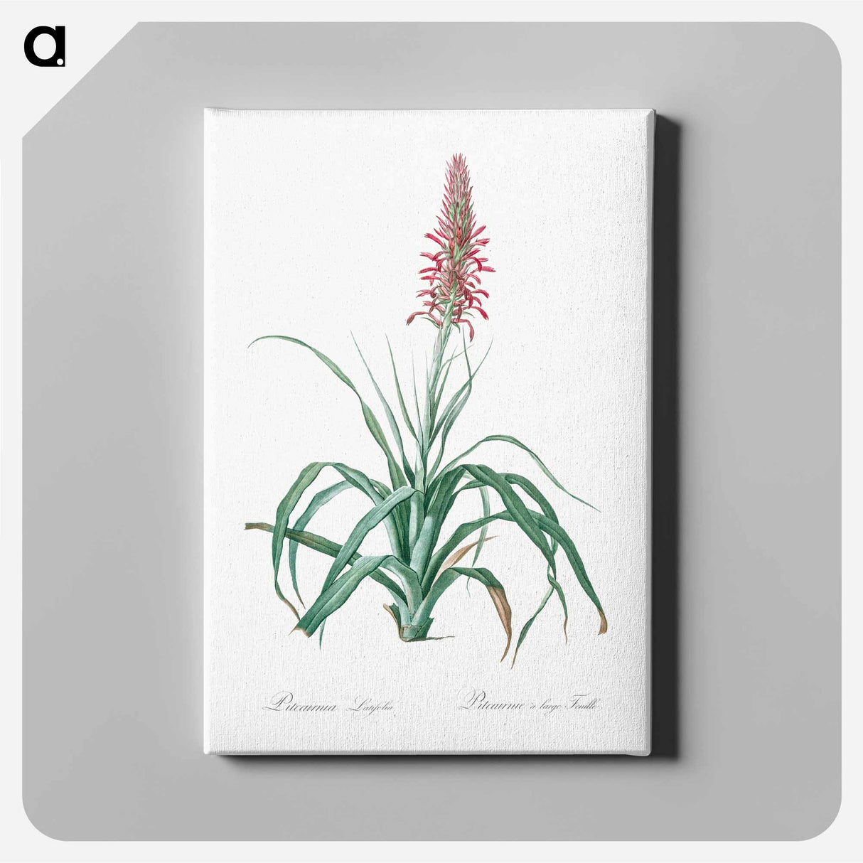 Cortadora illustration from The Liliacées - Pierre-Joseph Redouté Canvas.