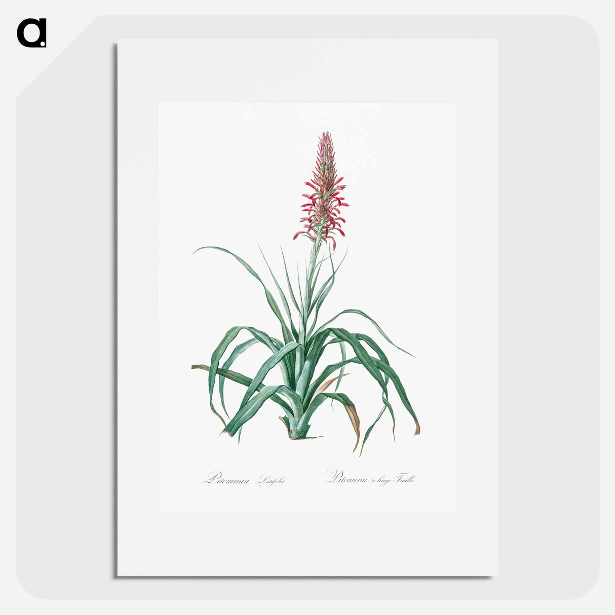 Pina cortadora illustration from The Liliacées - Pierre Joseph Redouté Poster.