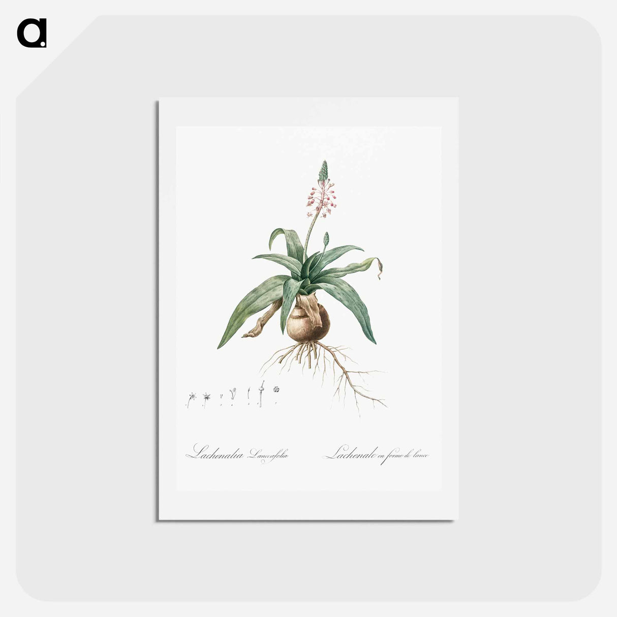 アートポストカード-Lachenalia lanceaefolia illustration - ピエール ジョゼフ ルドゥーテ Postcard.