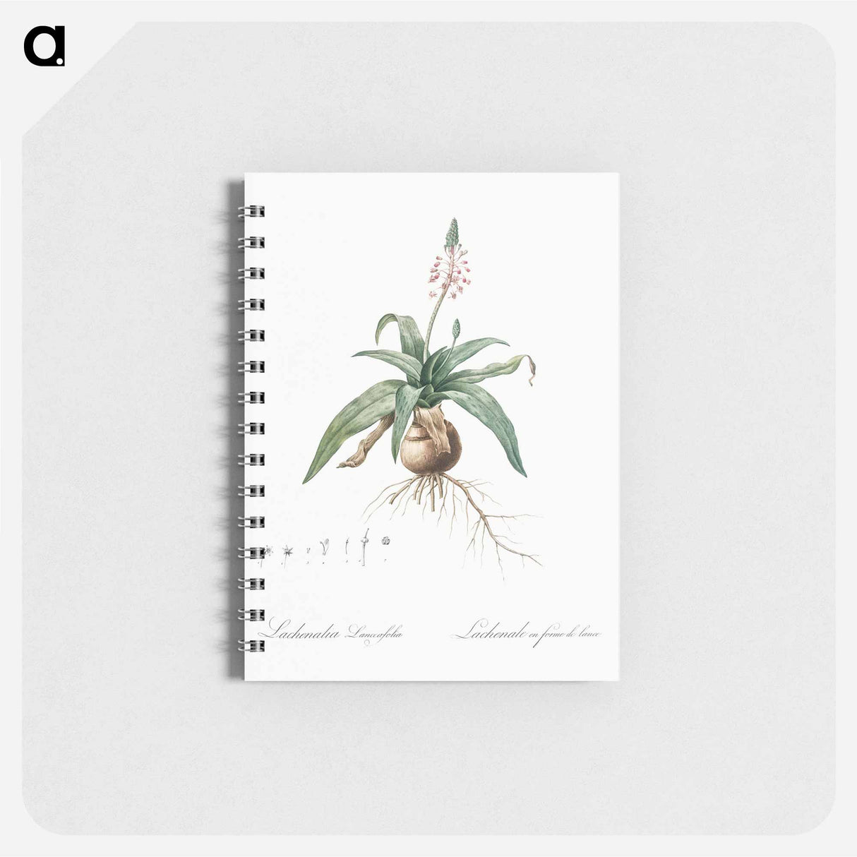 Lachenalia lanceaefolia illustration - ピエール ジョゼフ ルドゥーテ Memo.