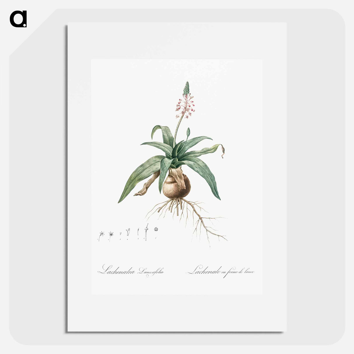 Lachenalia lanceaefolia illustration - Pierre Joseph Redouté Poster.