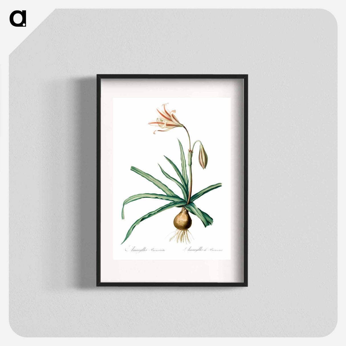 アートポスター-Amaryllis Broussonetii - ピエール ジョゼフ ルドゥーテ Poster.