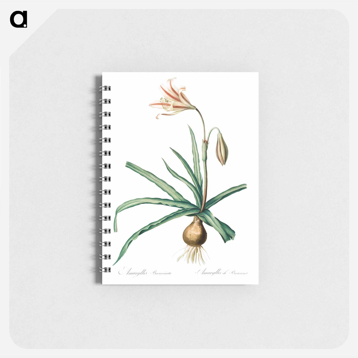 アートメモ帳-Amaryllis Broussonetii - ピエール ジョゼフ ルドゥーテ Memo.