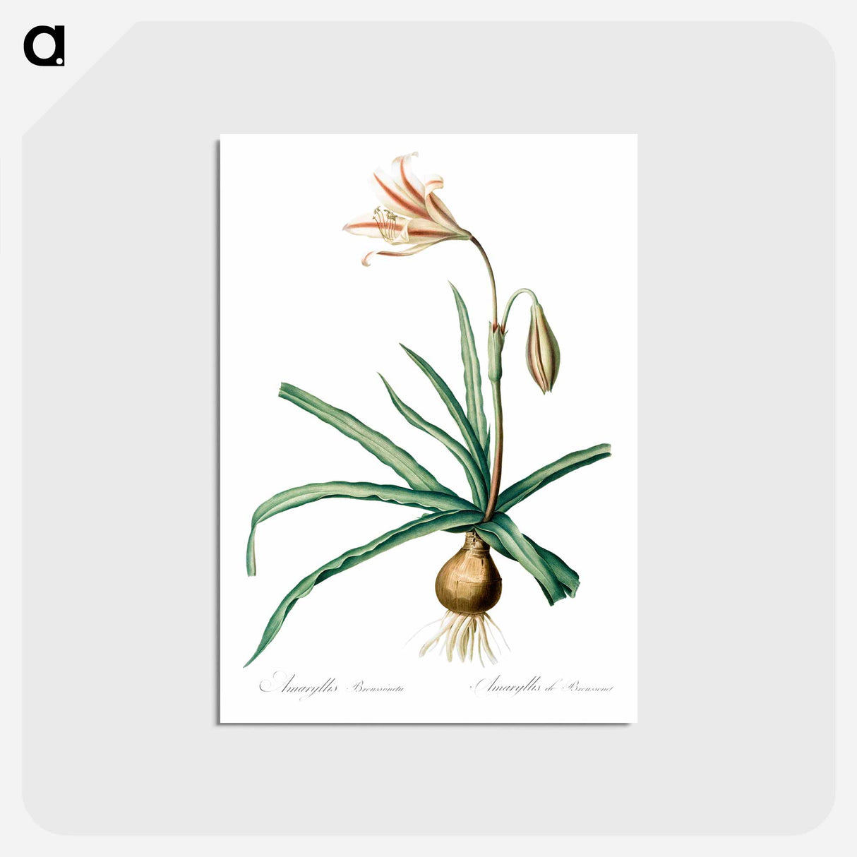アートポストカード-Amaryllis Broussonetii - ピエール ジョゼフ ルドゥーテ Postcard.