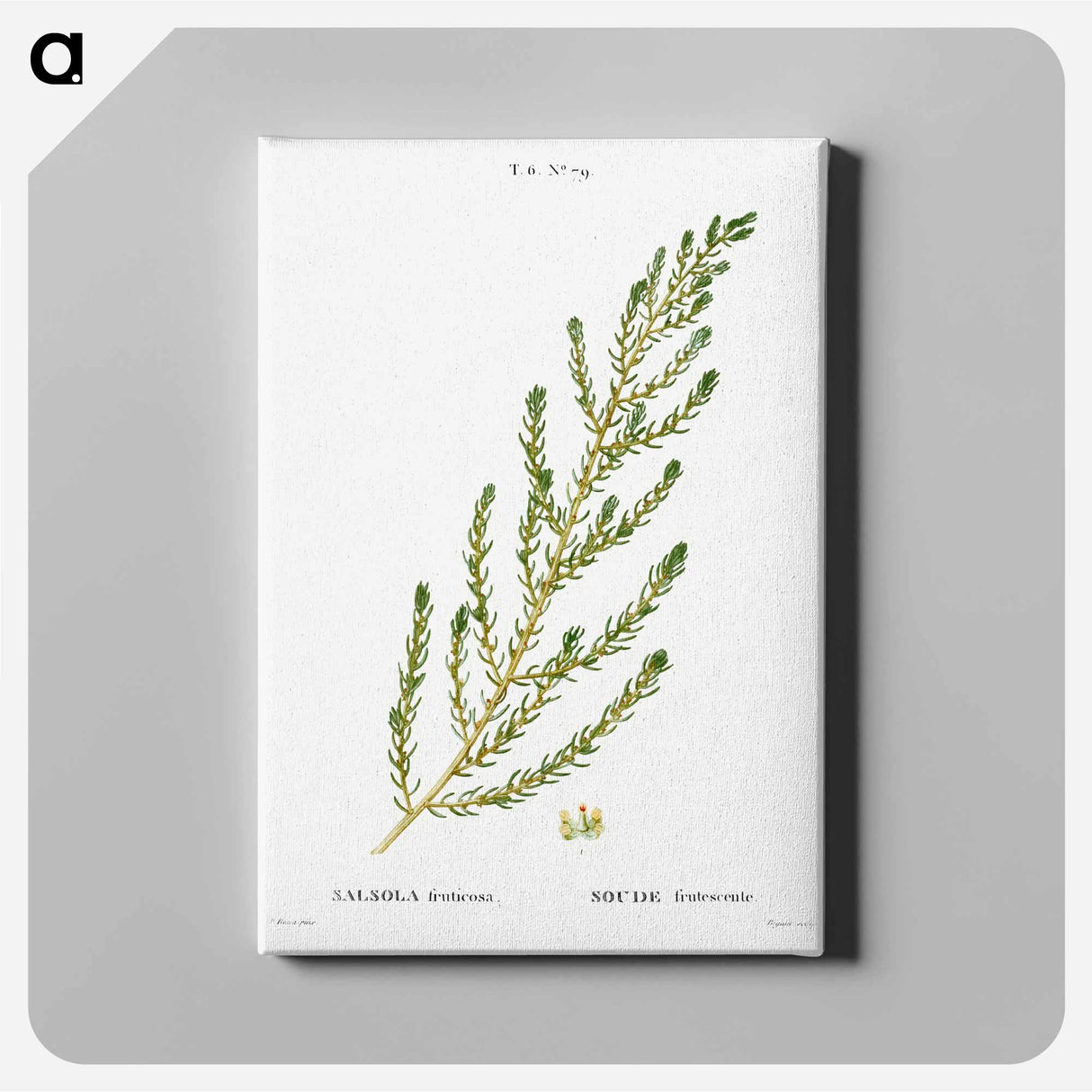 Shrubby seablight - Pierre Joseph Redouté Canvas.