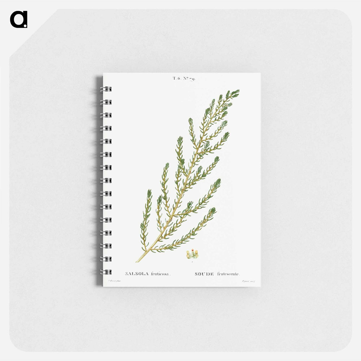 Shrubby seablight - ピエール ジョゼフ ルドゥーテ Memo.