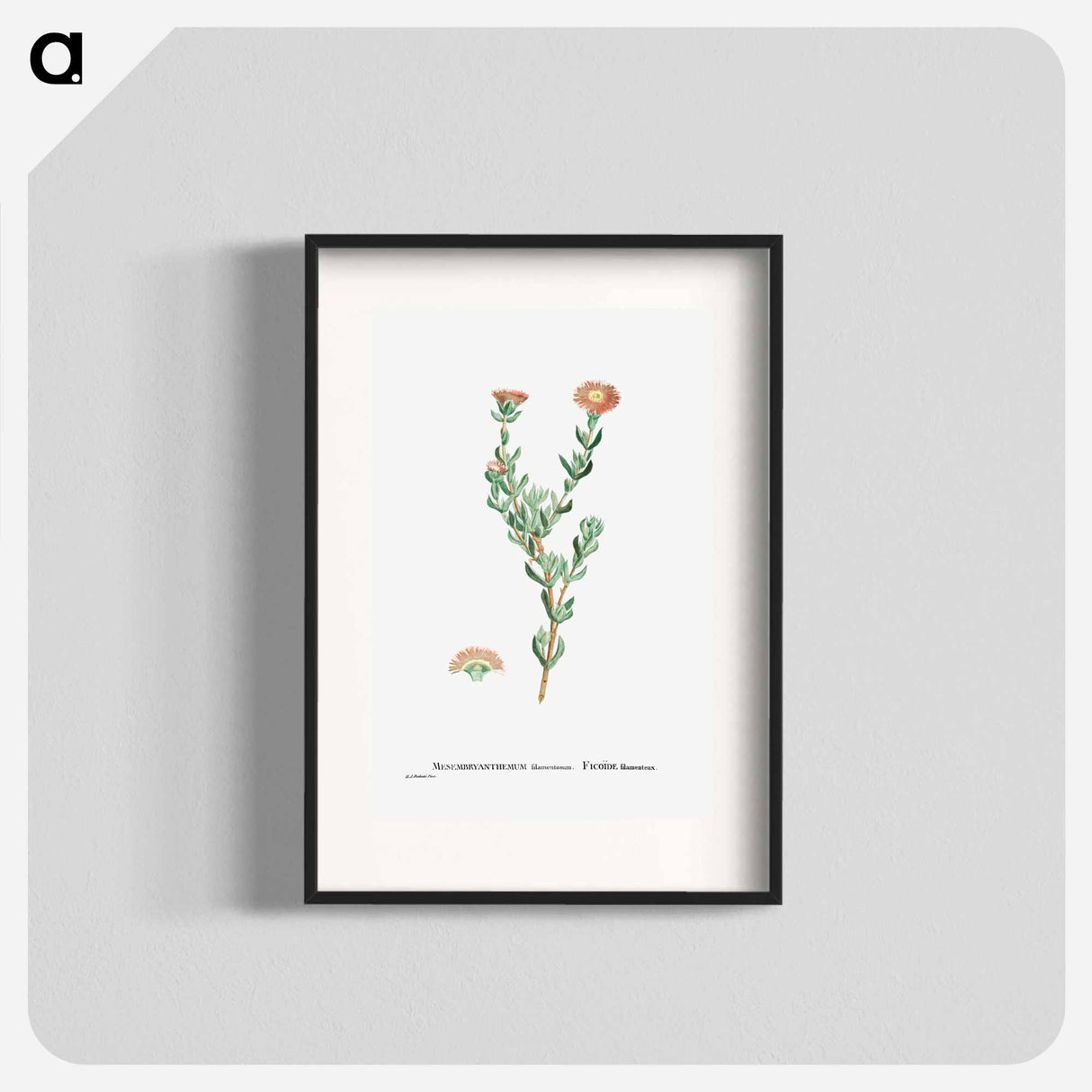 Mesembryanthemum Filamentosum (Thready Fig–Marigold) - Pierre-Joseph Redouté Poster.