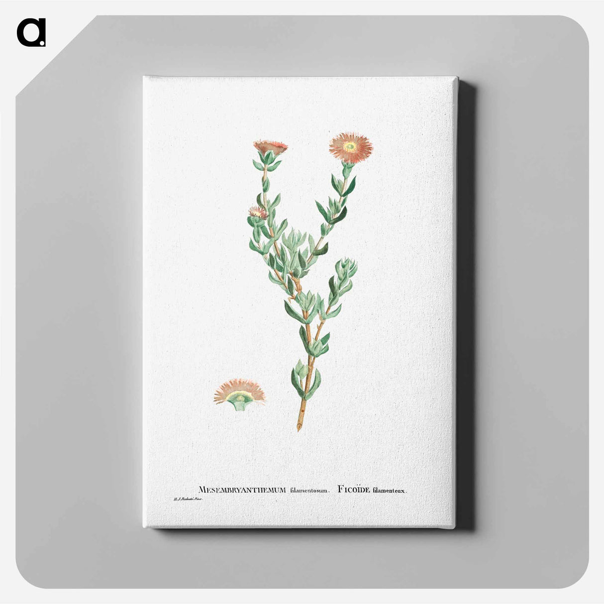 Mesembryanthemum Filamentosum (Thready Fig–Marigold) - ピエール ジョゼフ ルドゥーテ Canvas.