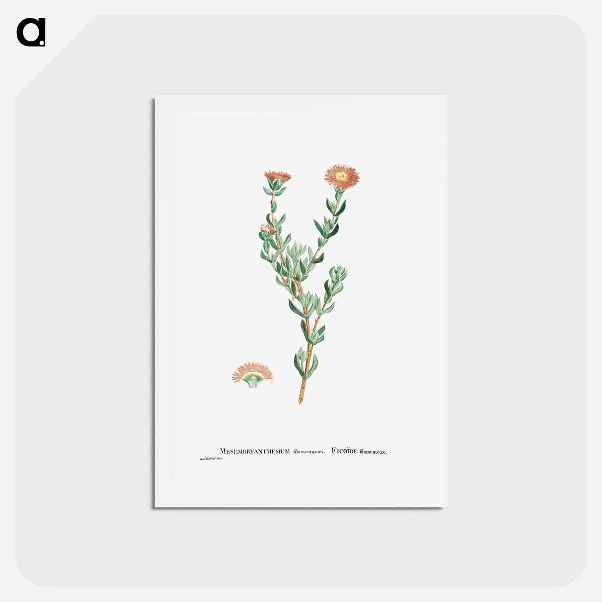 アートポストカード-Mesembryanthemum Filamentosum (Thready Fig–Marigold) - ピエール ジョゼフ ルドゥーテ Postcard.