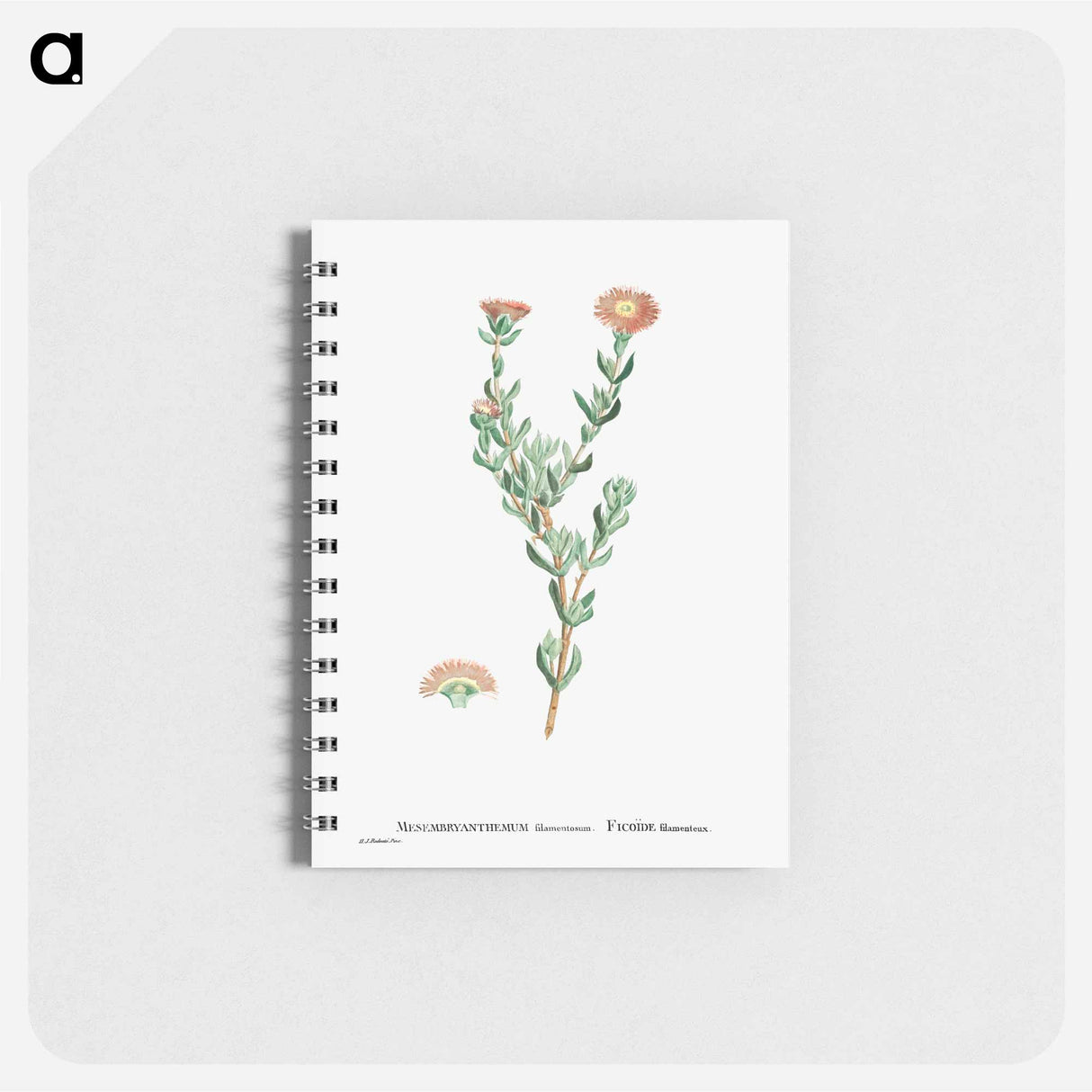 Mesembryanthemum Filamentosum (Thready Fig–Marigold) - ピエール ジョゼフ ルドゥーテ Memo.