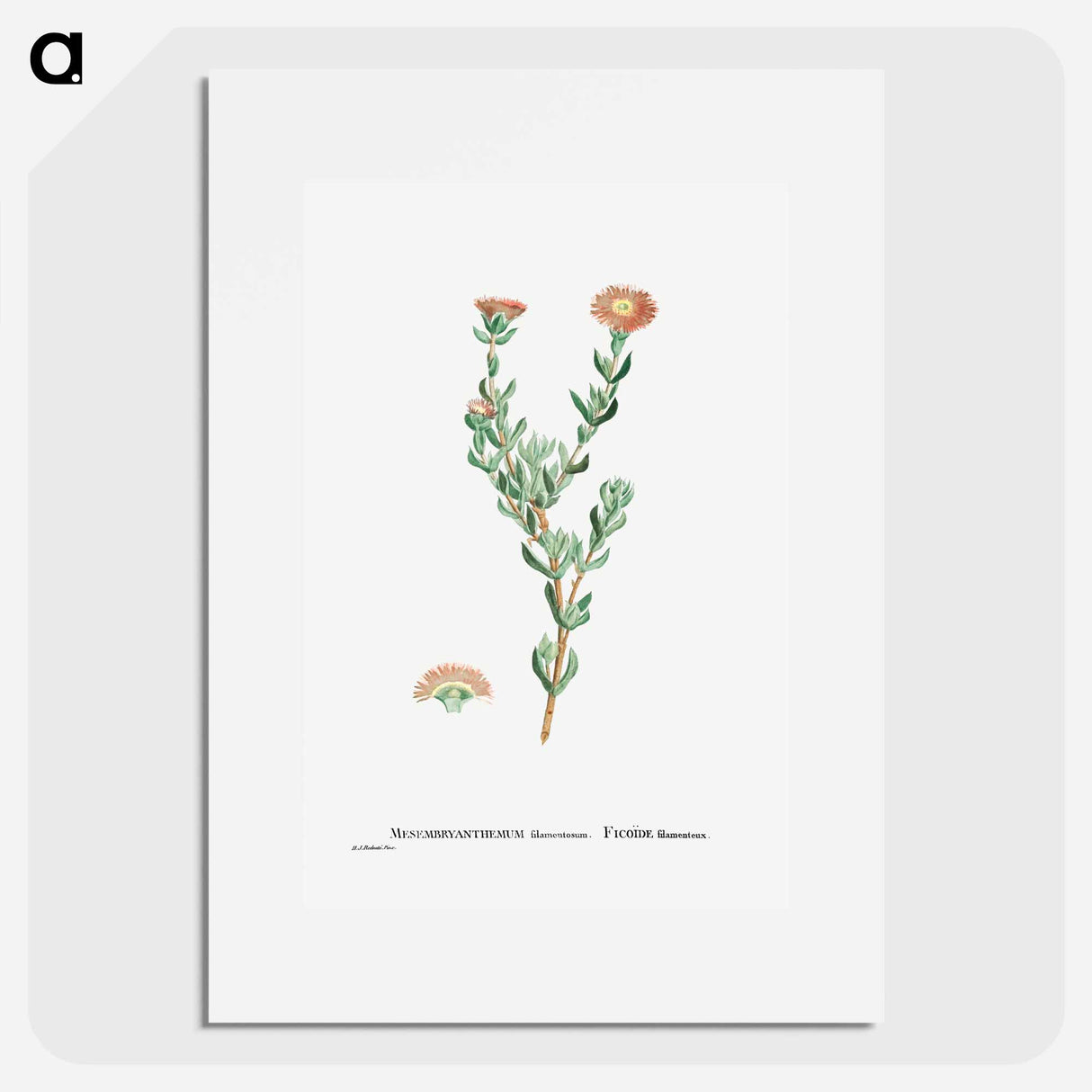 Mesembryanthemum Filamentosum (Thready Fig–Marigold) - Pierre-Joseph Redouté Poster.