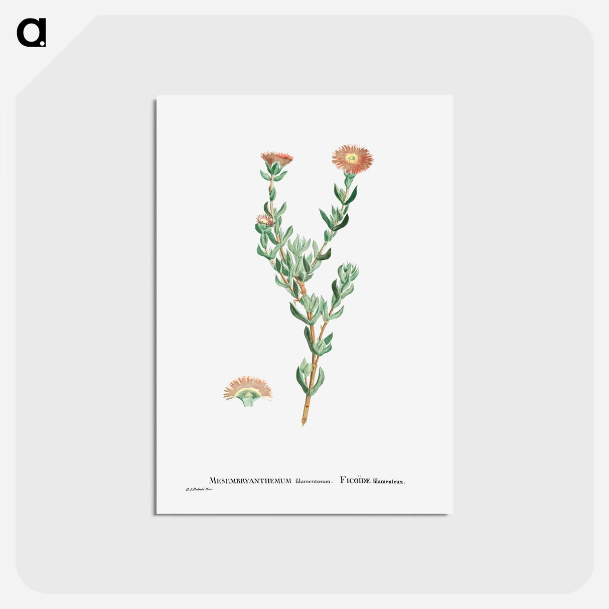 アートポストカード-Mesembryanthemum Filamentosum (Thready Fig–Marigold) - ピエール ジョゼフ ルドゥーテ Postcard.