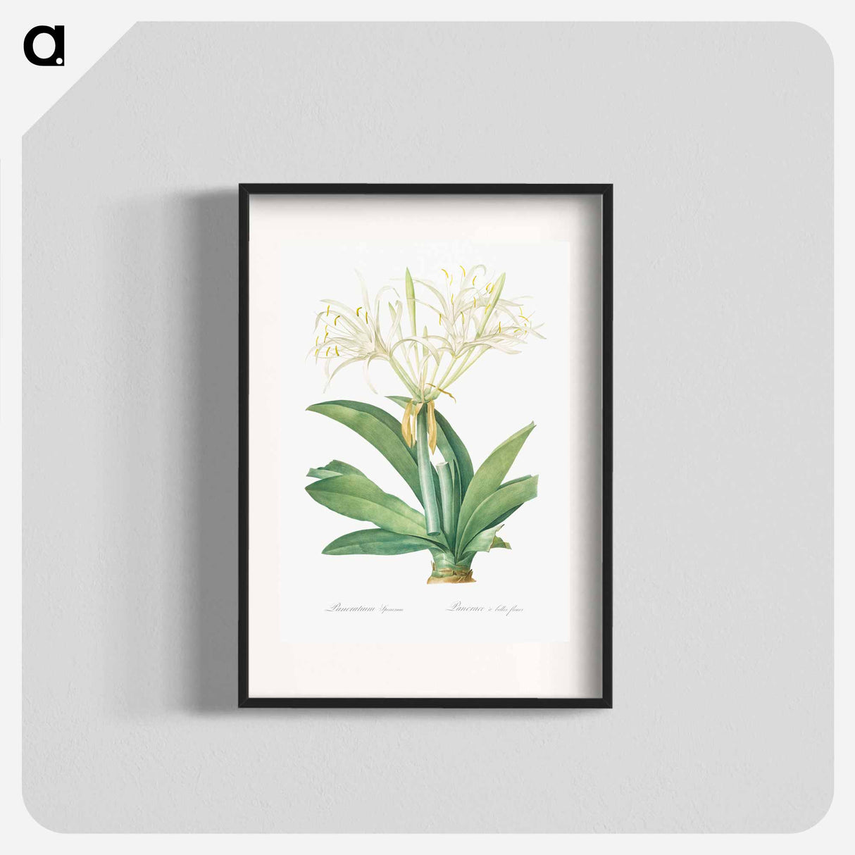Pancratium speciosum - Pierre-Joseph Redouté Poster.