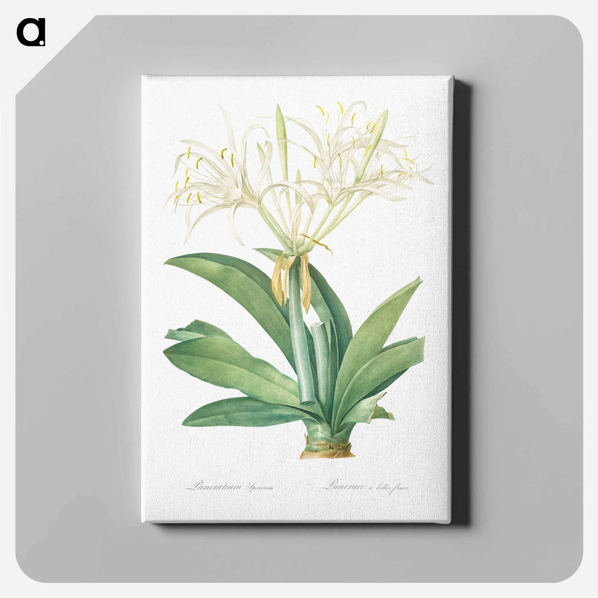 Pancratium speciosum - Pierre-Joseph Redouté Canvas.