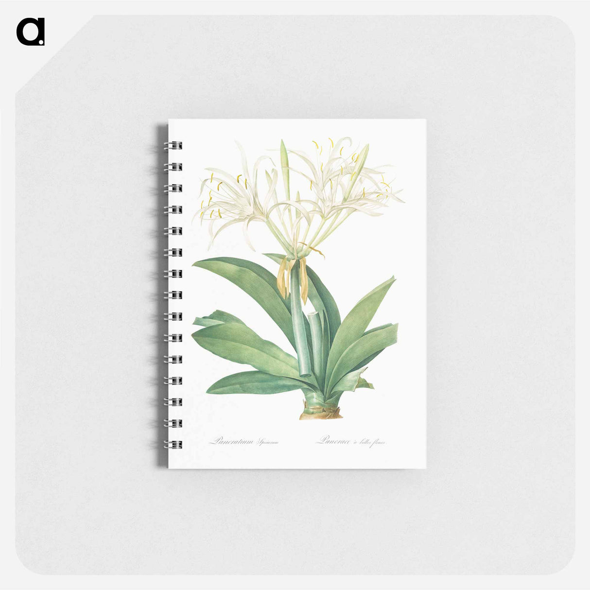 Pancratium speciosum - ピエール ジョゼフ ルドゥーテ Memo.