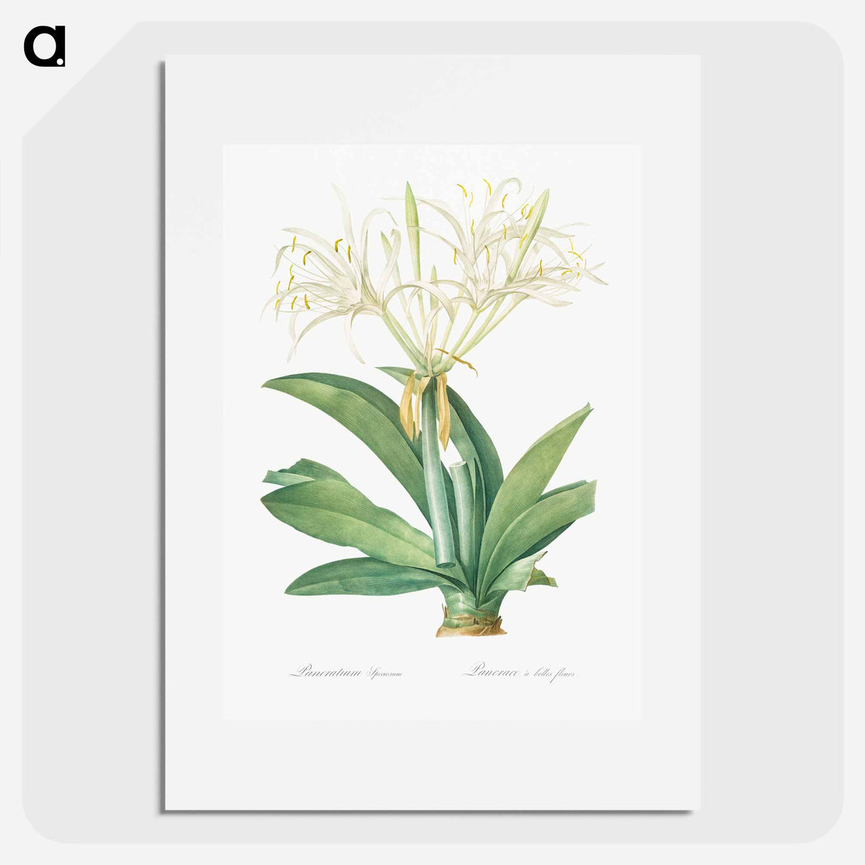 Pancratium speciosum - Pierre-Joseph Redouté Poster.