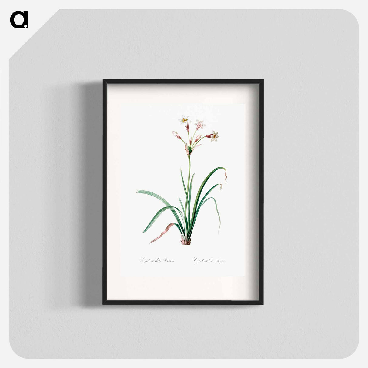 Crytanthus vittatus - Pierre Joseph Redouté Poster.