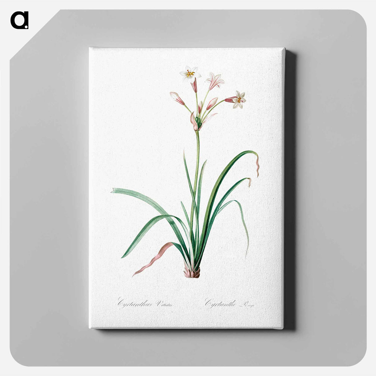 Crytanthus vittatus - Pierre-Joseph Redouté Canvas.