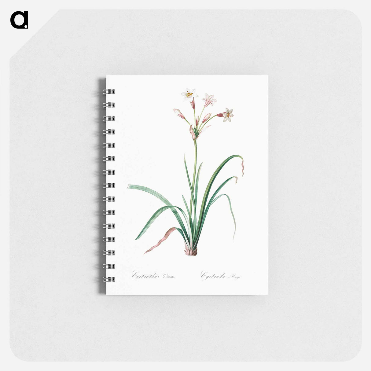 Crytanthus vittatus - ピエール ジョゼフ ルドゥーテ Memo.