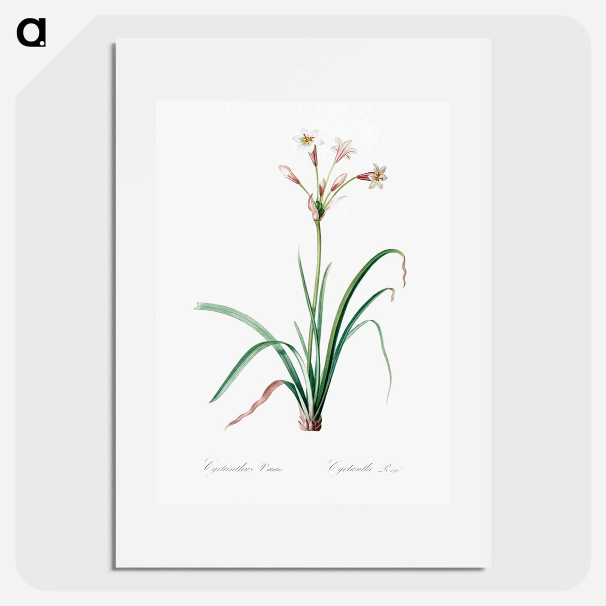 Crytanthus vittatus - Pierre Joseph Redouté Poster.