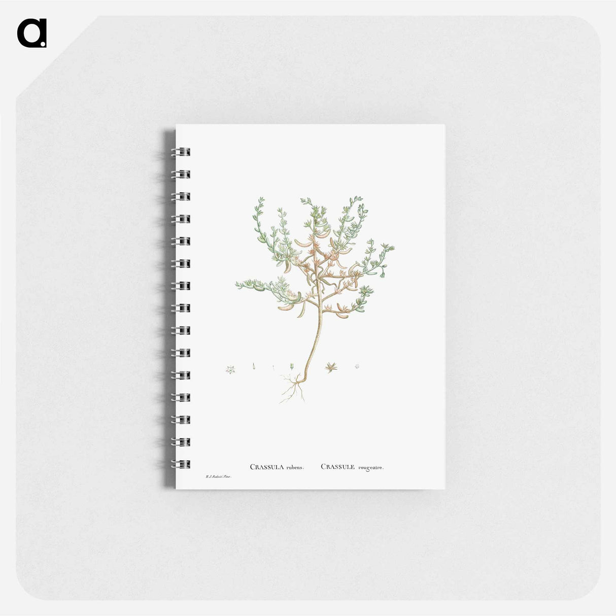 アートメモ帳-Crassula Rubens (Sedum Rubens) - ピエール ジョゼフ ルドゥーテ Memo.