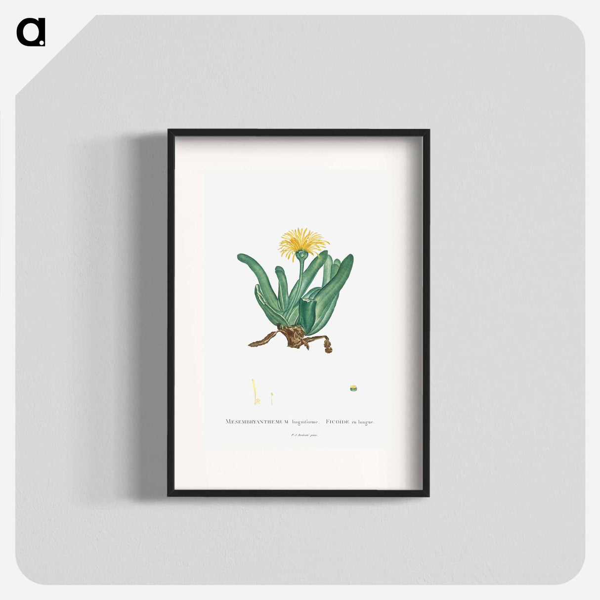 Mesembryanthemum Linguiforme - Pierre Joseph Redouté Poster.