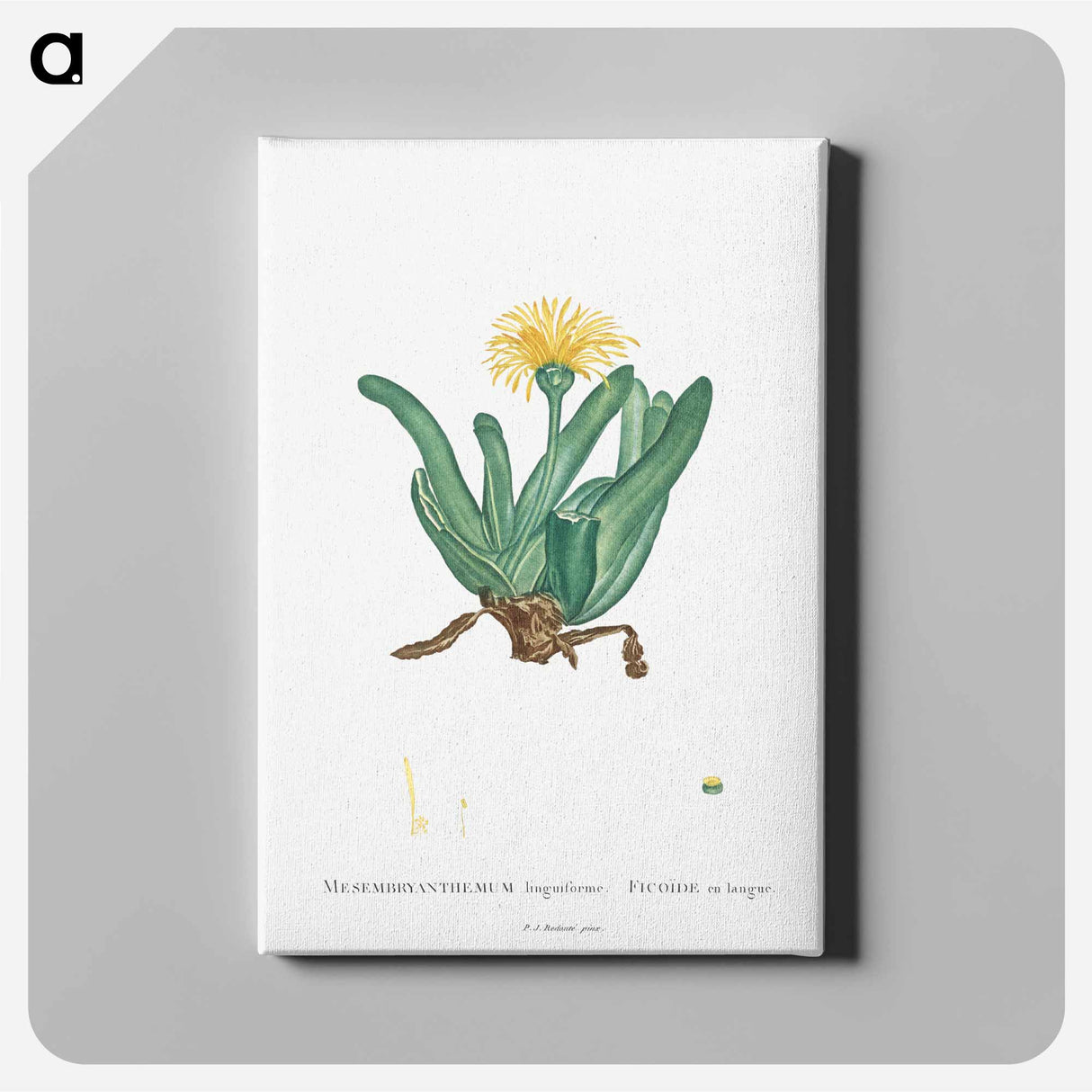 Mesembryanthemum Linguiforme - Pierre-Joseph Redouté Canvas.
