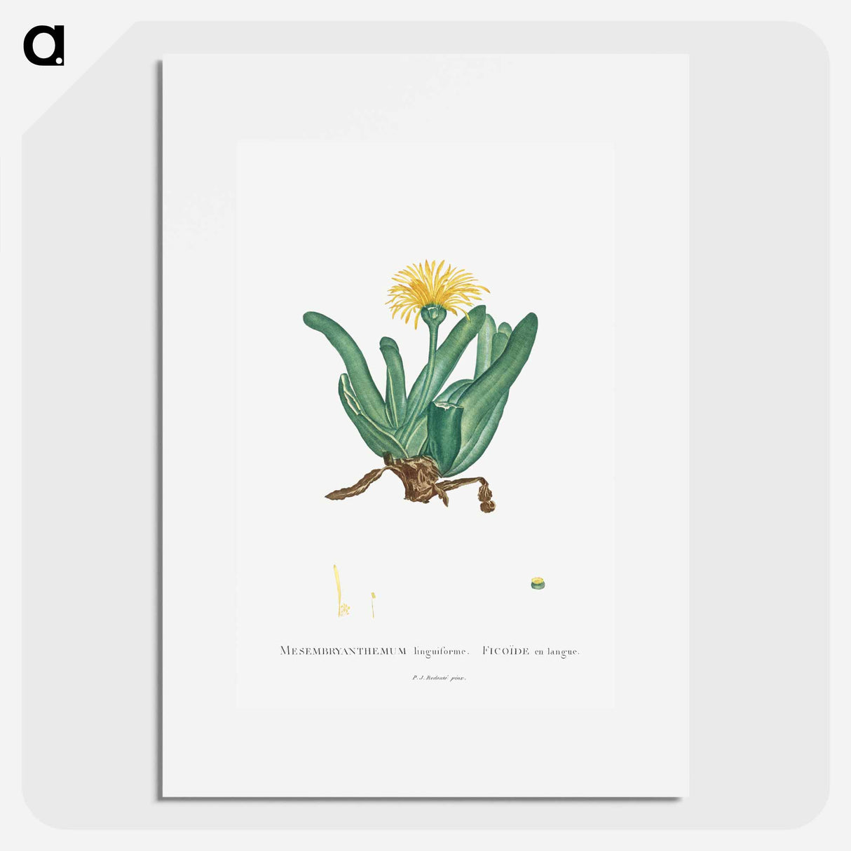 Mesembryanthemum Linguiforme - Pierre Joseph Redouté Poster.