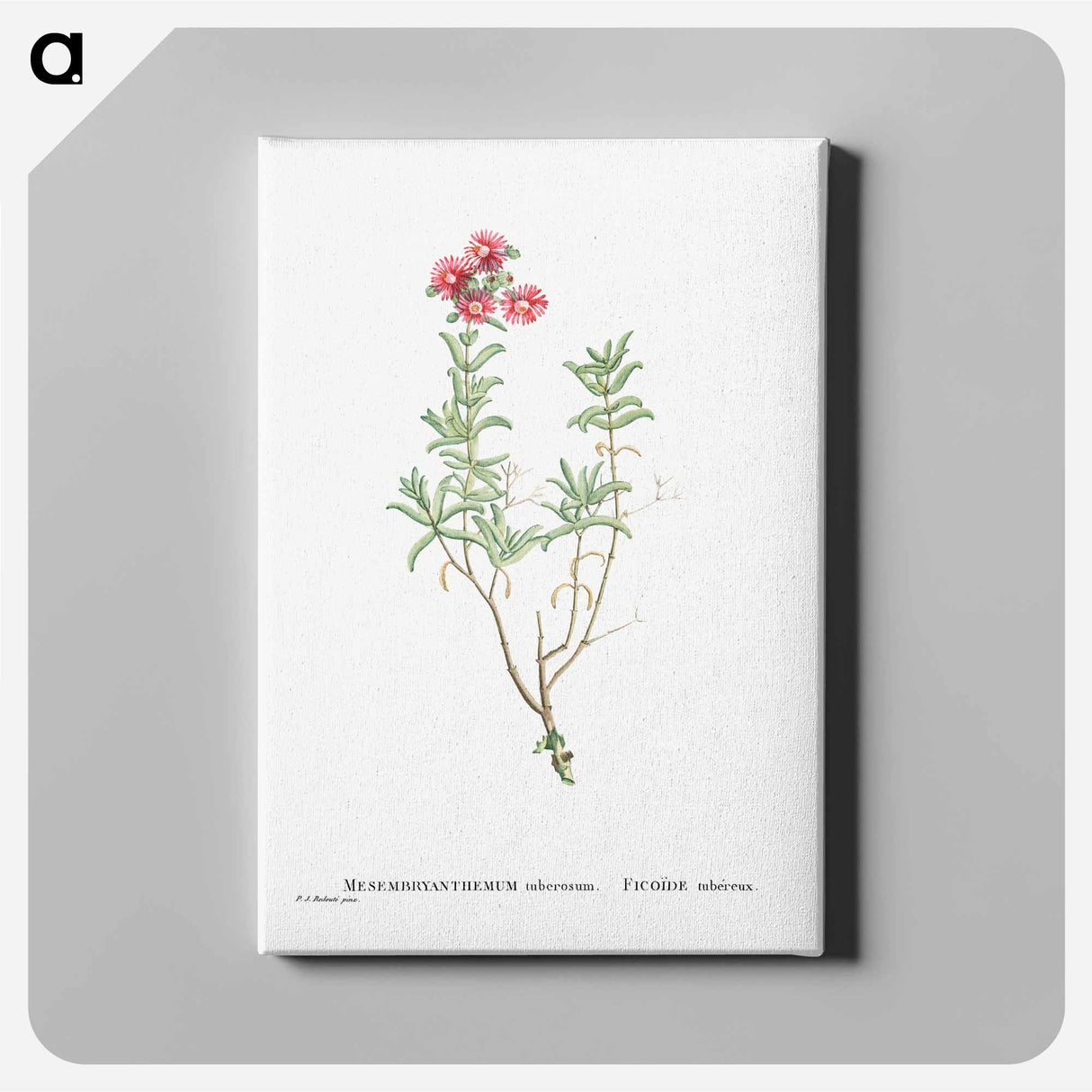 Mesembryanthemum Tuberosum (Donkey Mesemb) - ピエール ジョゼフ ルドゥーテ Canvas.
