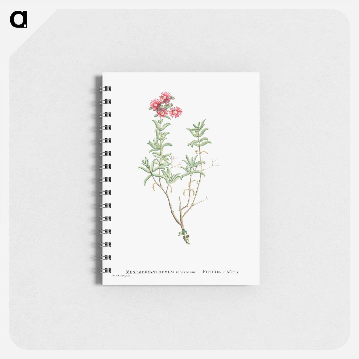 Mesembryanthemum Tuberosum (Donkey Mesemb) - ピエール ジョゼフ ルドゥーテ Memo.