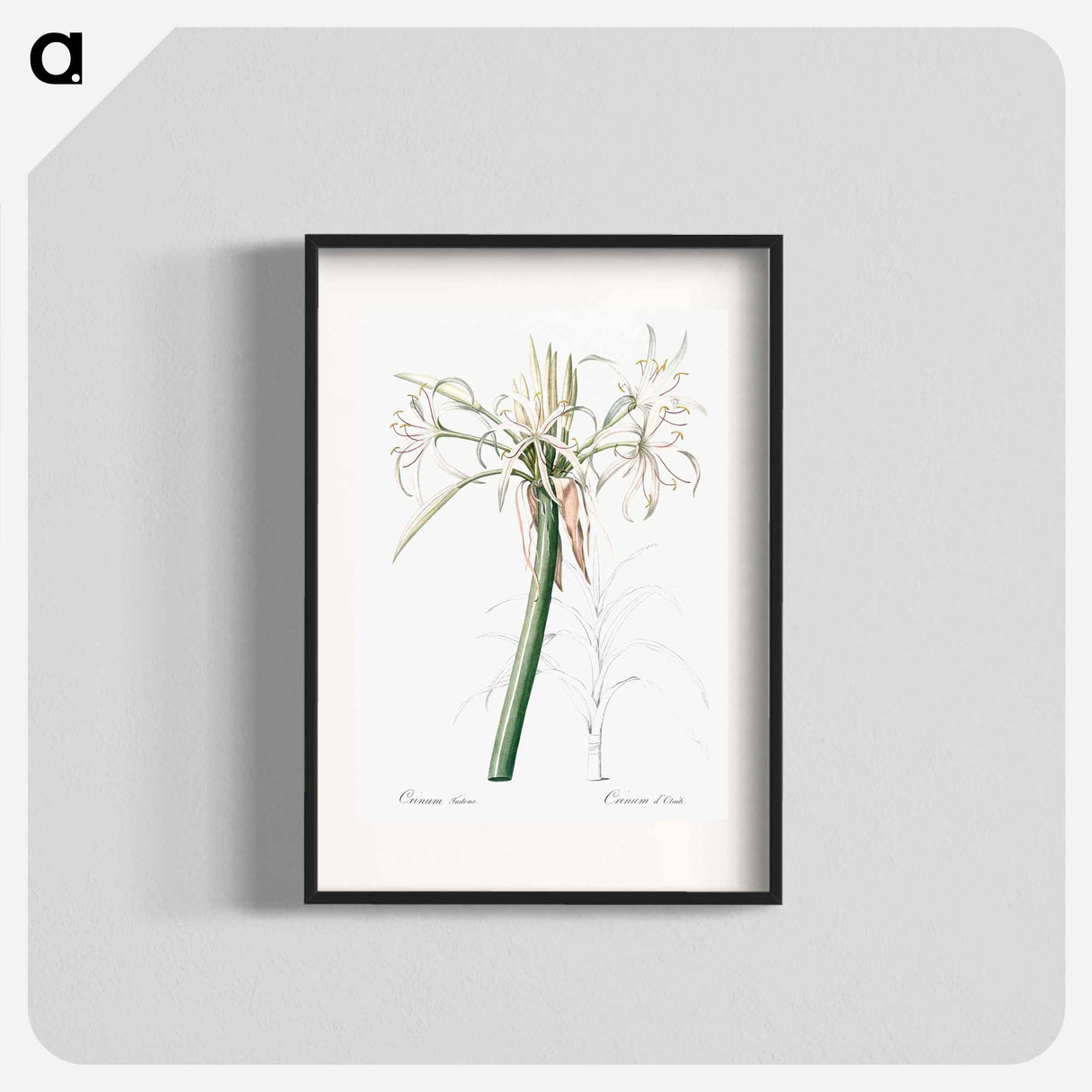 Poison bulb illustration - Pierre Joseph Redouté Poster.