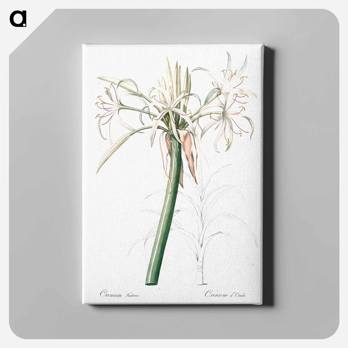 Poison bulb illustration - Pierre Joseph Redouté Canvas.