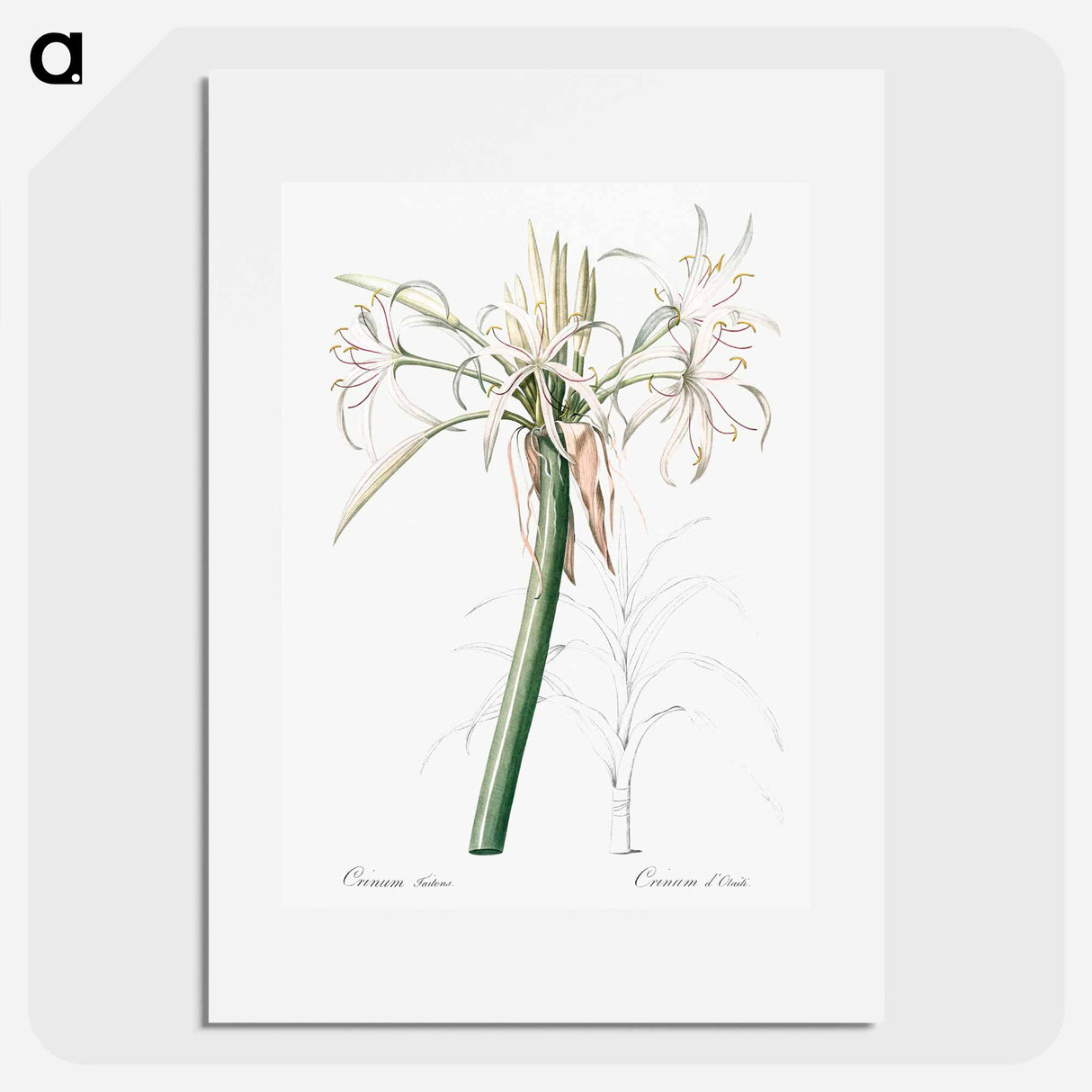 Poison bulb illustration - Pierre Joseph Redouté Poster.