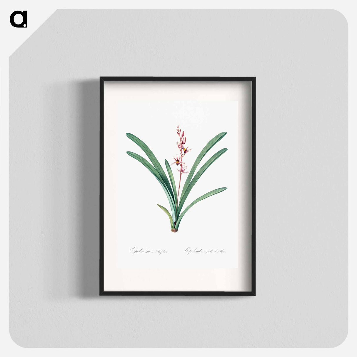 アートポスター-Boat orchid illustration - ピエール ジョゼフ ルドゥーテ Poster.
