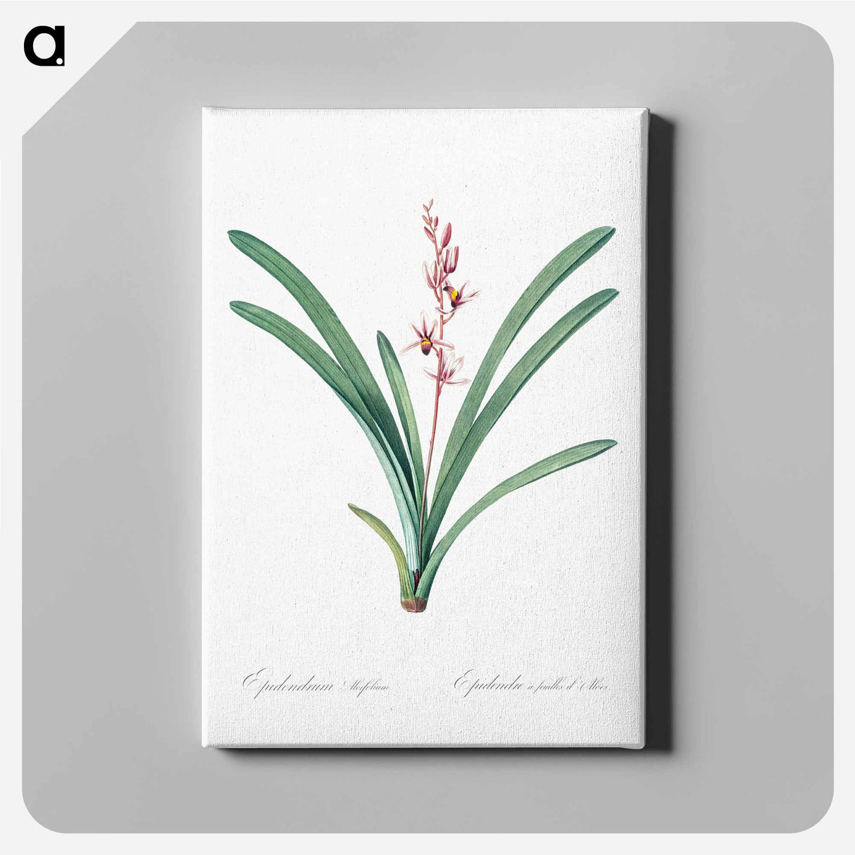 Boat orchid illustration - ピエール ジョゼフ ルドゥーテ Canvas.