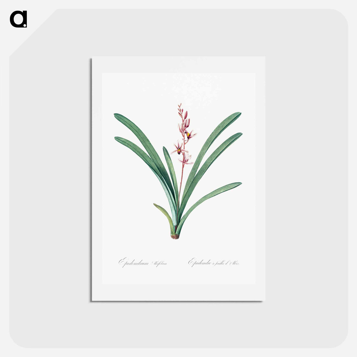 アートポストカード-Boat orchid illustration - ピエール ジョゼフ ルドゥーテ Postcard.