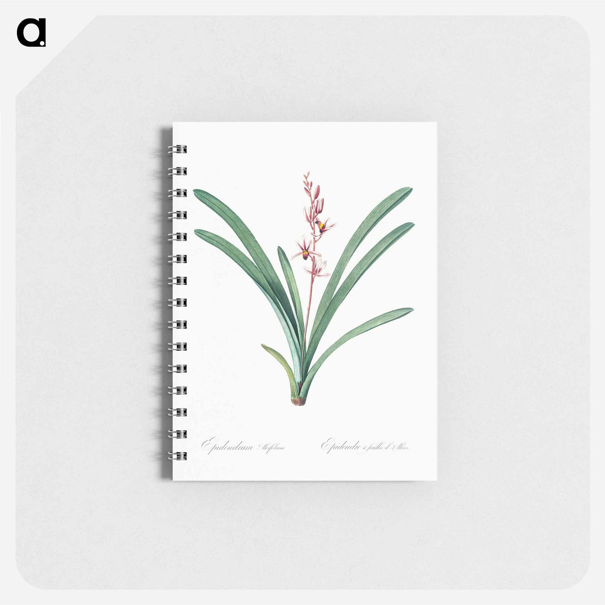アートメモ帳-Boat orchid illustration - ピエール ジョゼフ ルドゥーテ Memo.