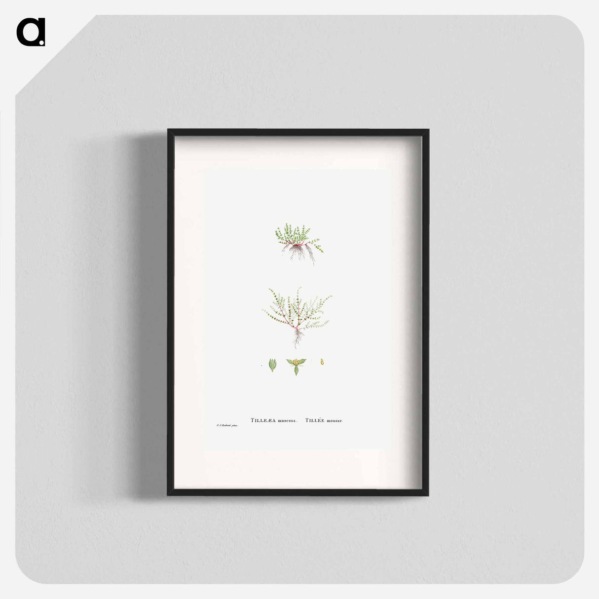 Tilleaea Muscosa - Pierre Joseph Redouté Poster.
