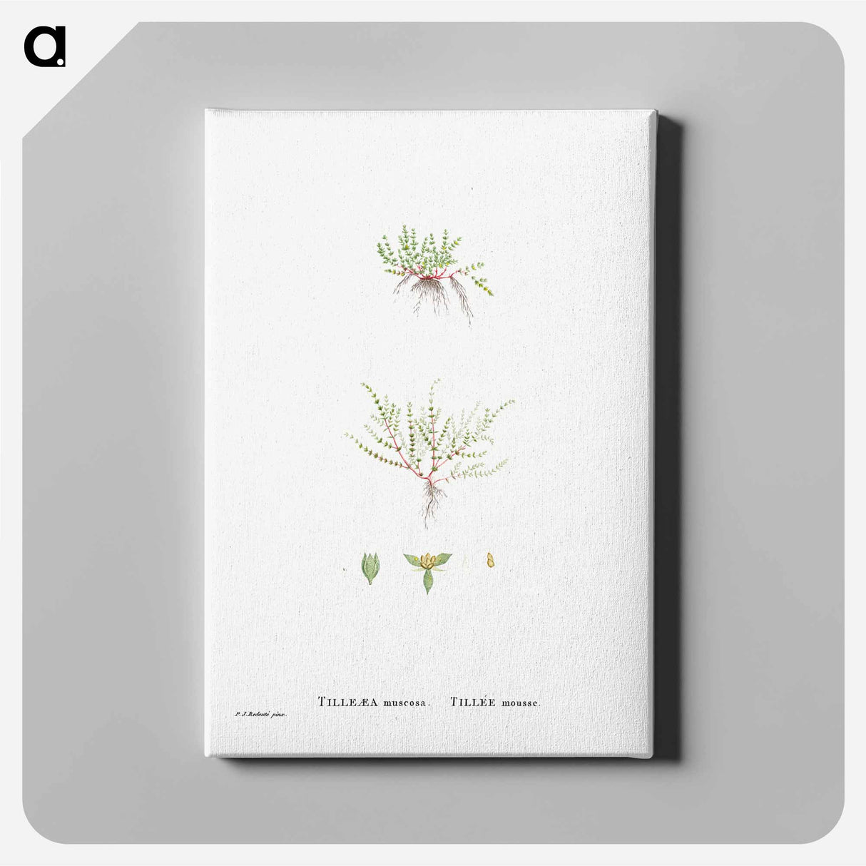 Tilleaea Muscosa - Pierre Joseph Redouté Canvas.