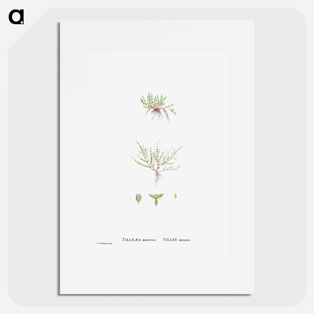 Tilleaea Muscosa - Pierre Joseph Redouté Poster.