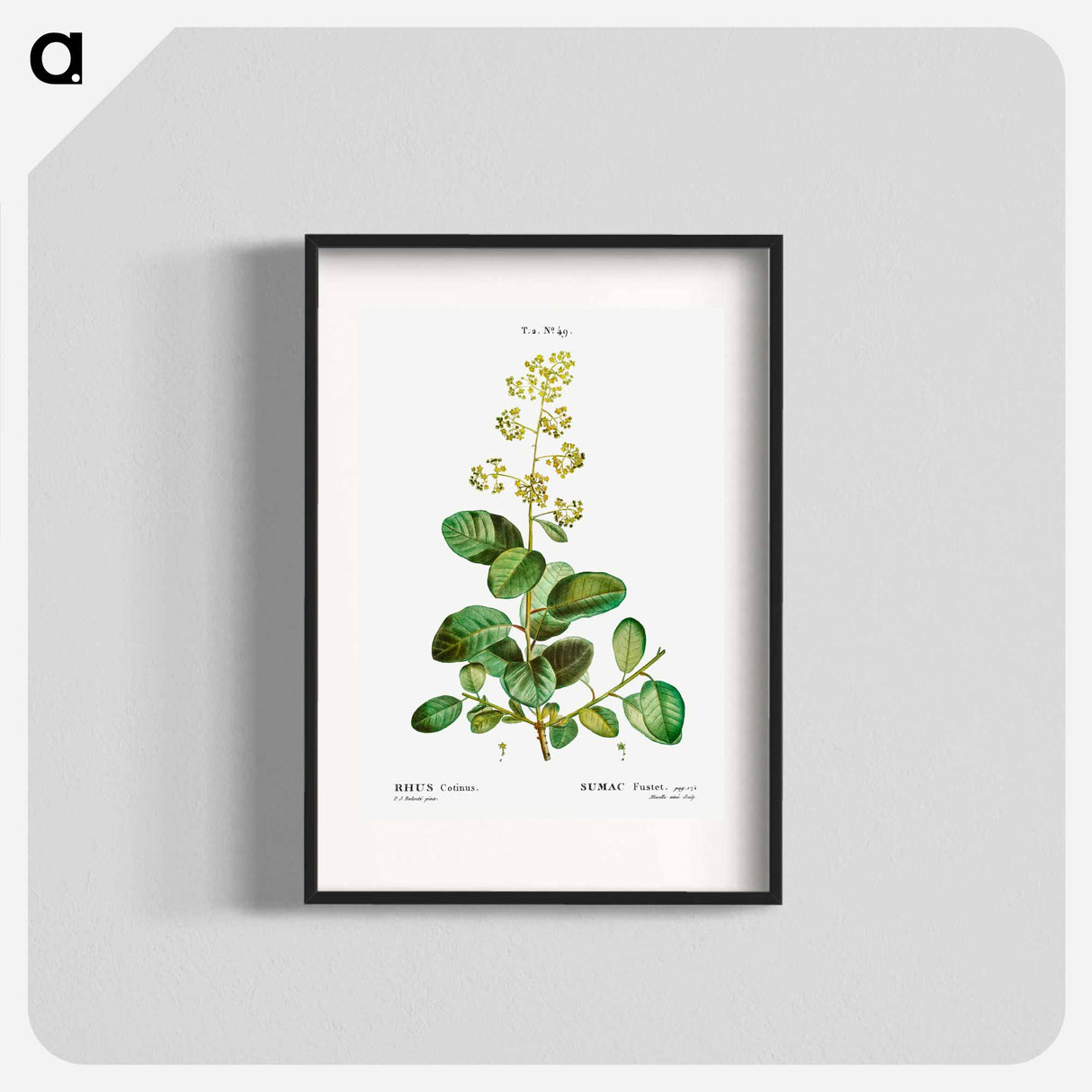 Smoketree - Pierre Joseph Redouté Poster.