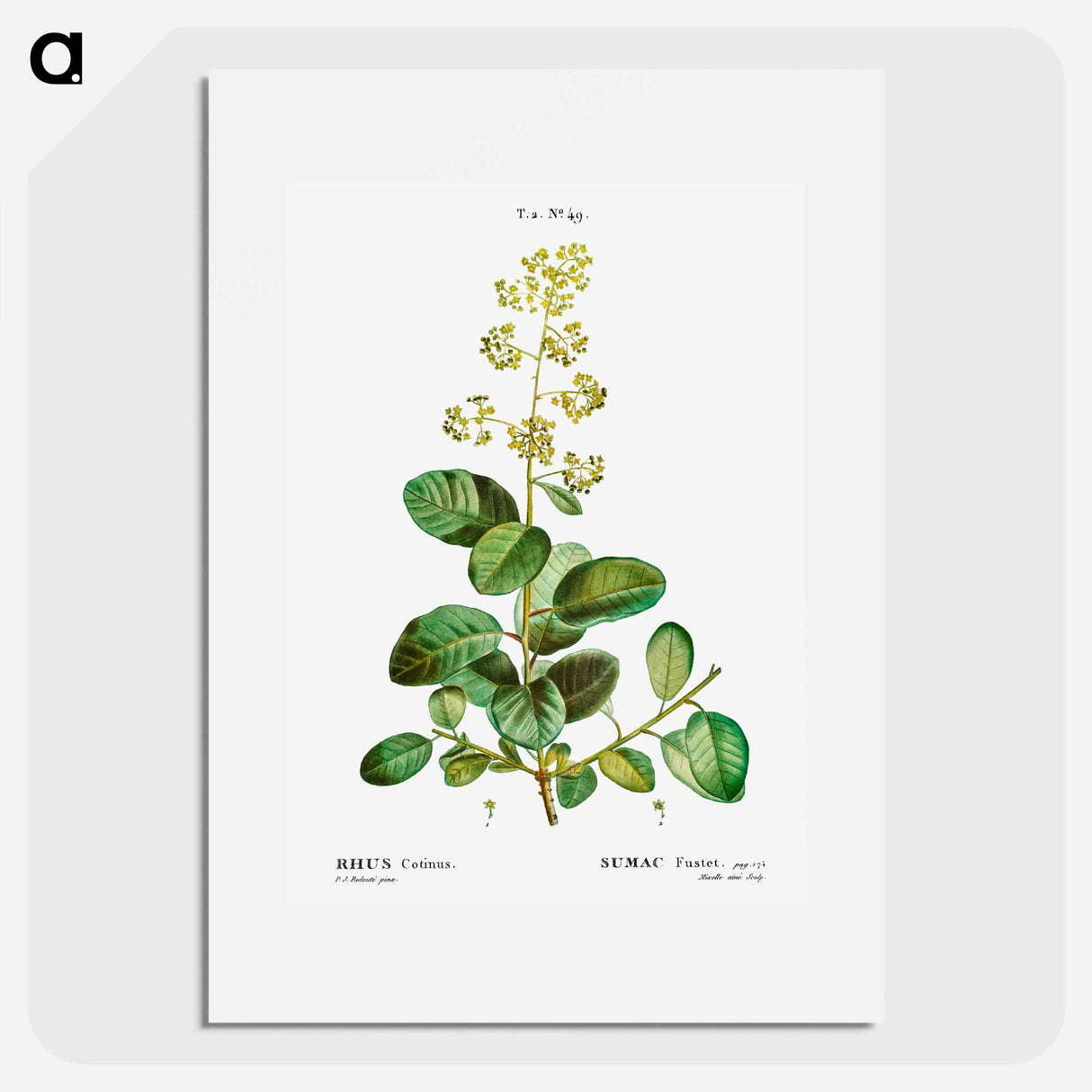 Smoketree - Pierre Joseph Redouté Poster.