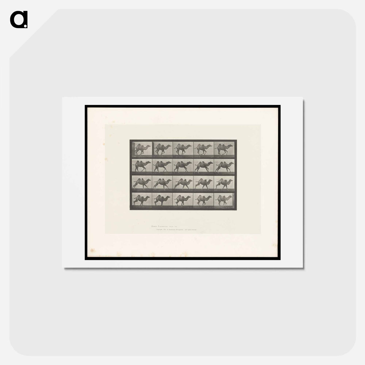 アートポストカード-Running Camel
- エドワード マイブリッジ Postcard.