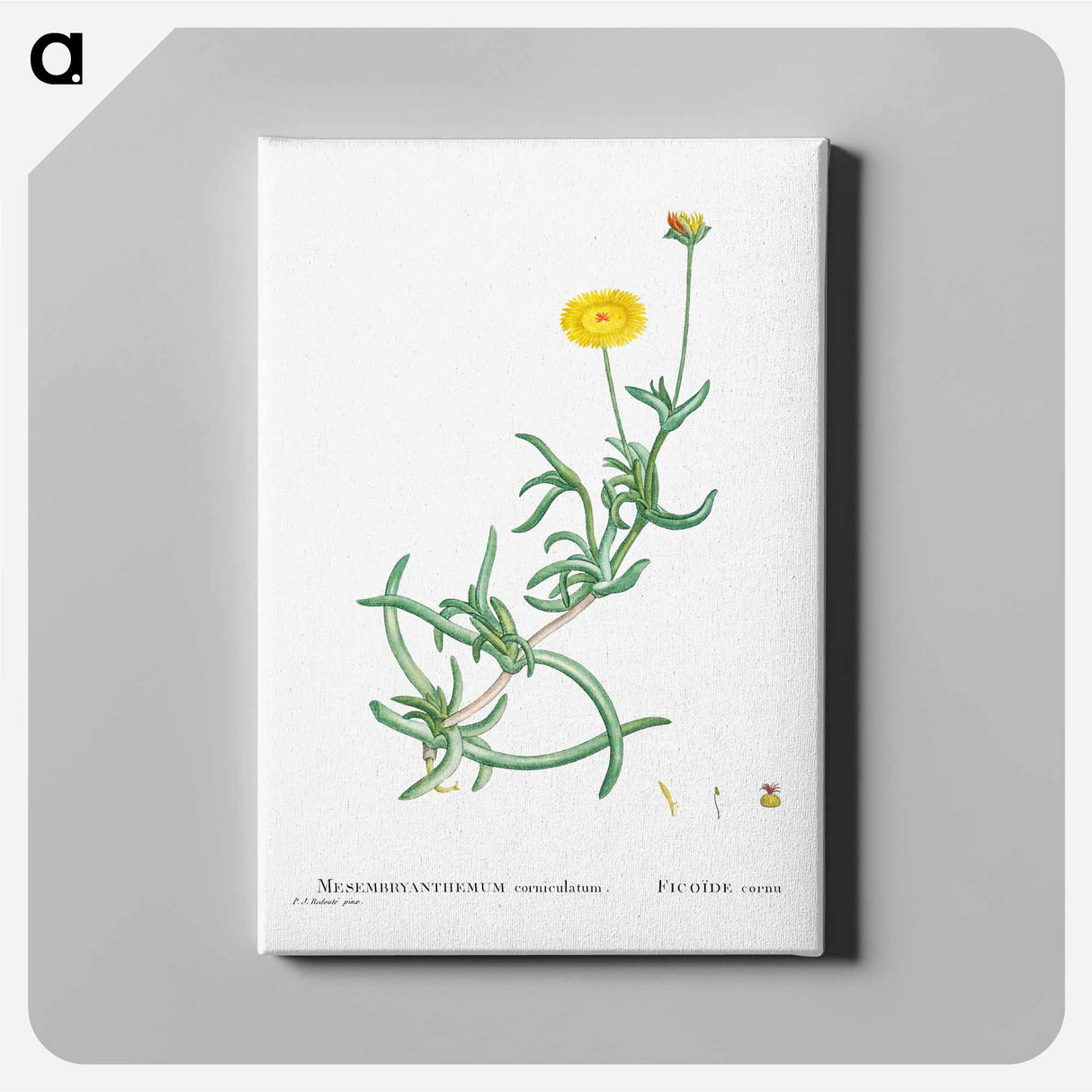 Mesembryanthemum Corniculatum (Marigold) - ピエール ジョゼフ ルドゥーテ Canvas.