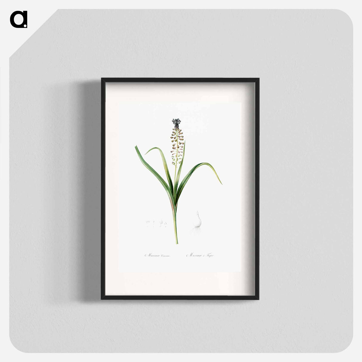 Grape hyacinth illustration - Pierre Joseph Redouté Poster.