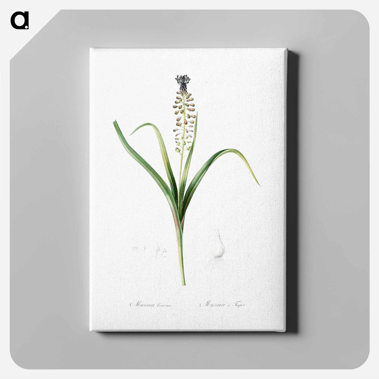 Grape hyacinth illustration - Pierre Joseph Redouté Canvas.