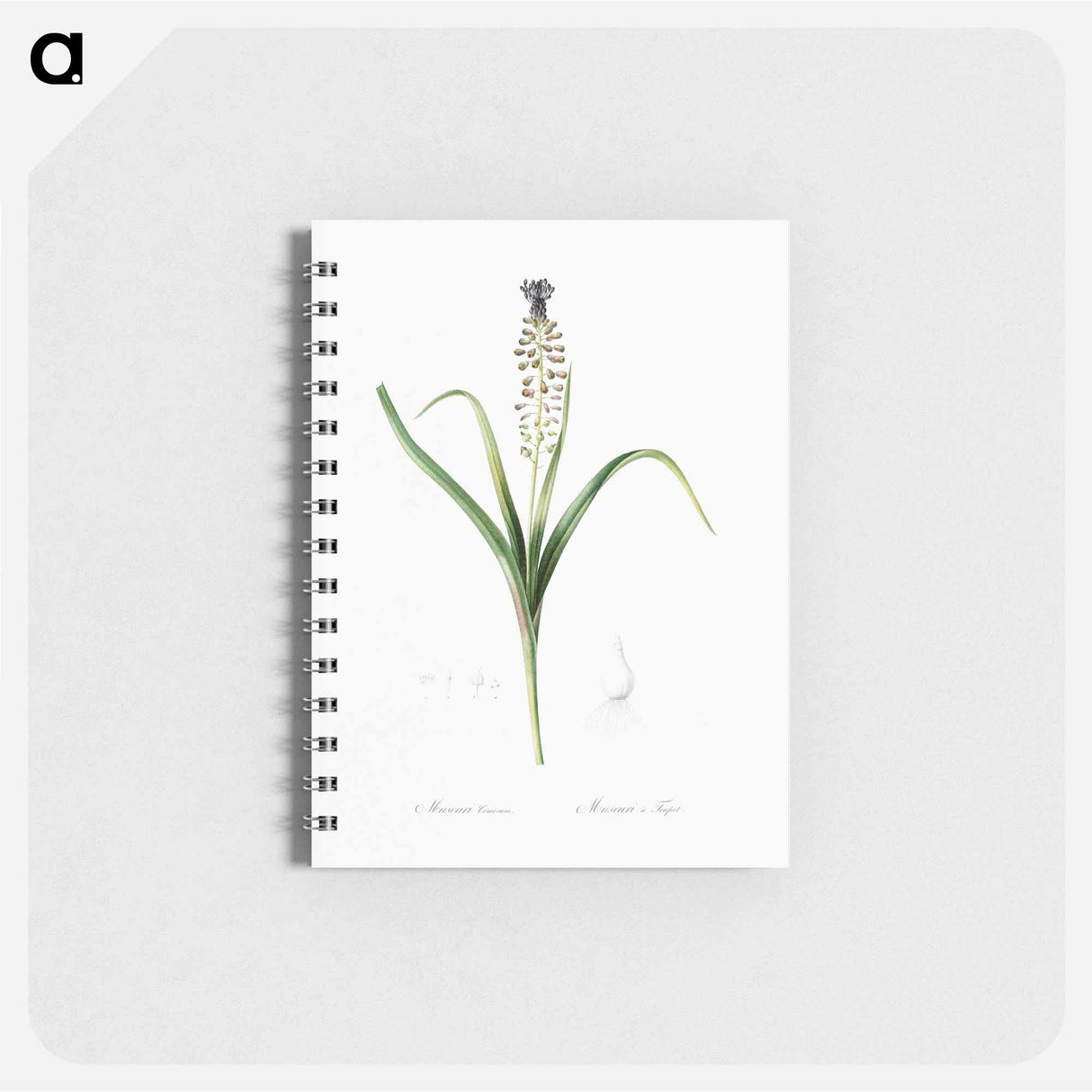 Grape hyacinth illustration - ピエール ジョゼフ ルドゥーテ Memo.