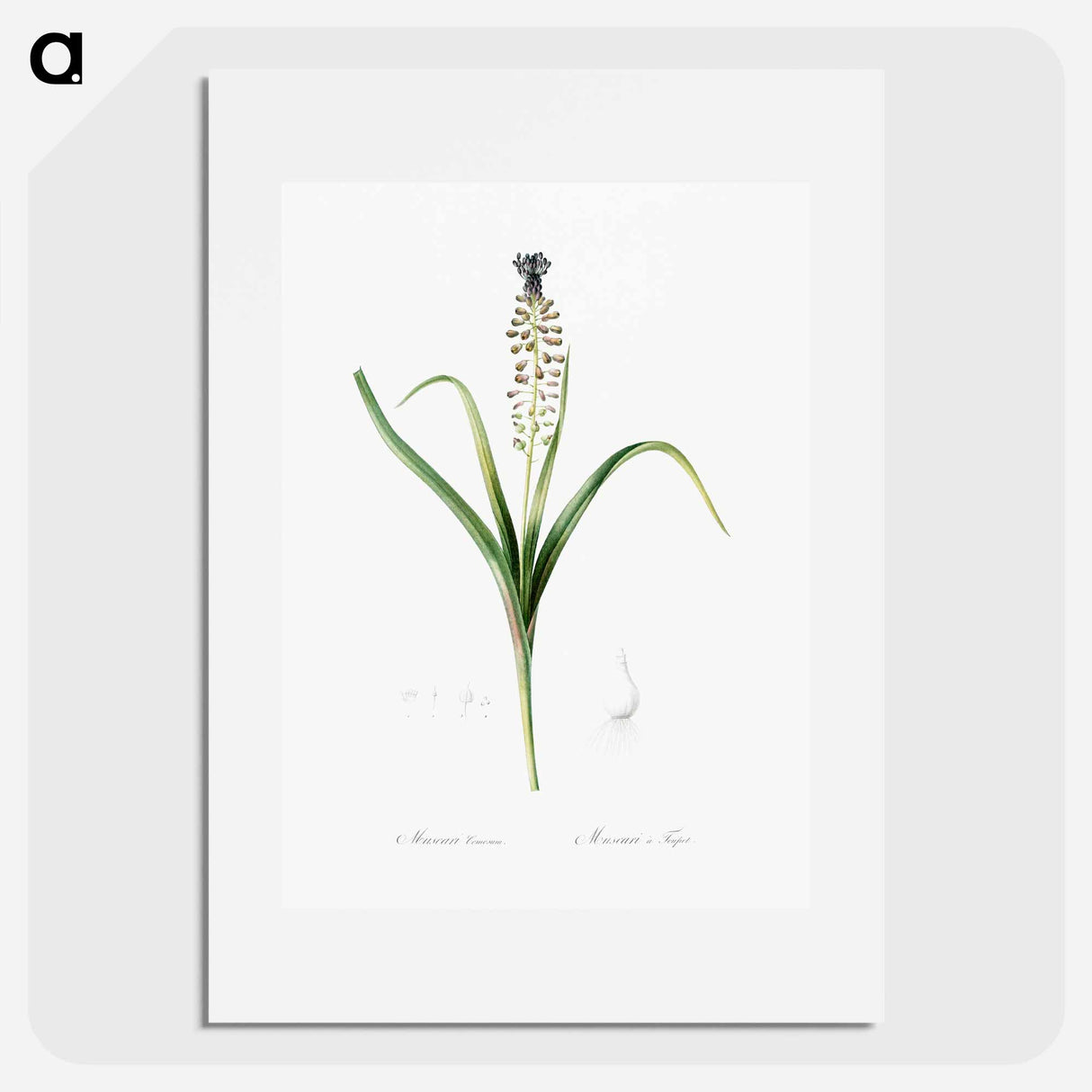 Grape hyacinth illustration - Pierre Joseph Redouté Poster.